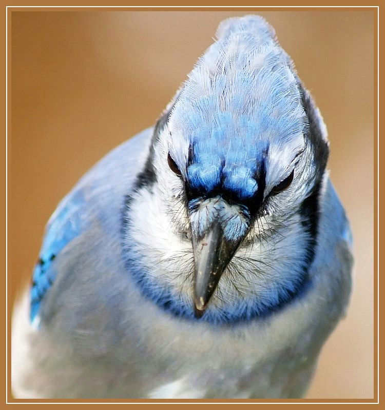 Barbie Ken cover art